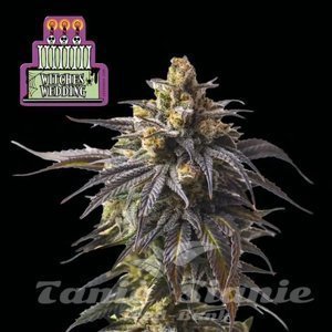 Nasiona Witches Wedding - SEEDSMAN