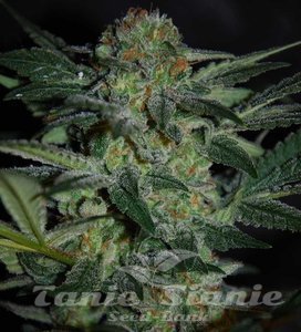 High Tension - WORLD OF SEEDS