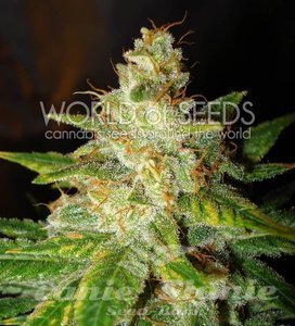 New York Special - WORLD OF SEEDS