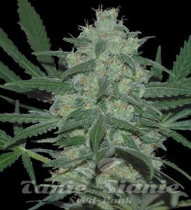 Pakistan Valley - WORLD OF SEEDS