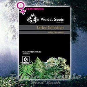 Sativa Collection - WORLD OF SEEDS