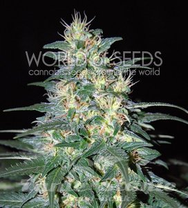 South African Kwazulu - WORLD OF SEEDS