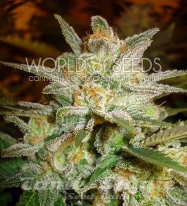 Star 47 - WORLD OF SEEDS