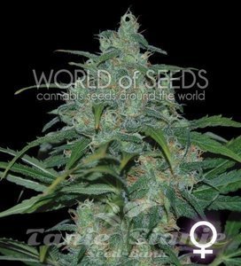 Wild Thailand - WORLD OF SEEDS
