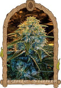 Z&Z - EXOTIC SEED