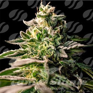 Zingatsu - ORIGINAL SENSIBLE SEEDS