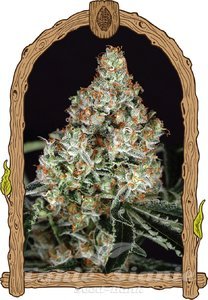 Zkittalicious - EXOTIC SEED