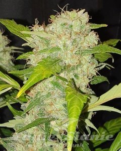 Zkittlez Auto - BIOGENETIC
