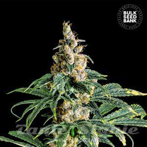 Zkittly Zi Zi - BULK SEED BANK