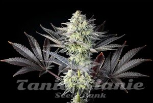 Nasiona Zoap Rosé - KANNABIA SEED