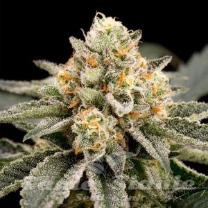 Nasiona Zombie Bride - RIPPER SEEDS