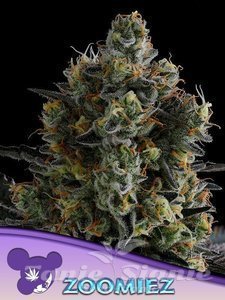 Nasiona Zoomiez - ANESIA SEEDS