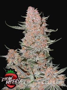 Ztrawberriez Auto - FASTBUDS