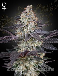 Nasiona Ztrawberry - GREEN HOUSE SEEDS