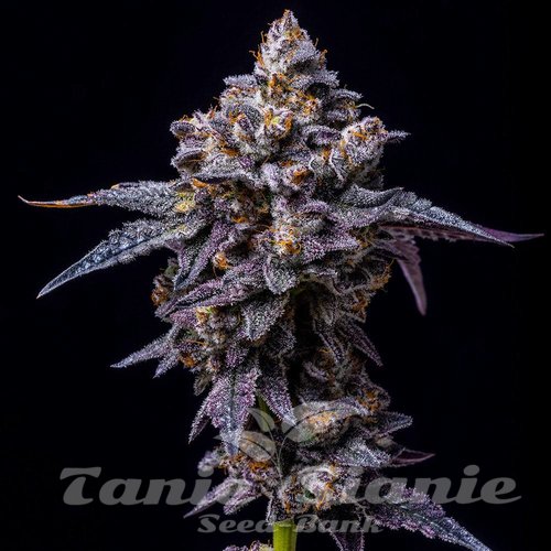 Hollywood - COOKIES SEEDS | TanieSianie.pl