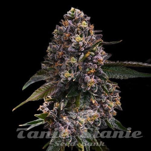 Jokerz | TanieSianie.pl