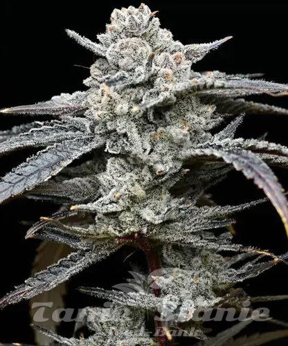 Lemon Cherry Gelato - BARNEY'S FARM | TanieSianie.pl