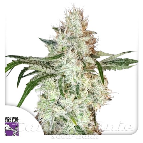 Lemon OG - Super Sativa Seed Club | TanieSianie.pl
