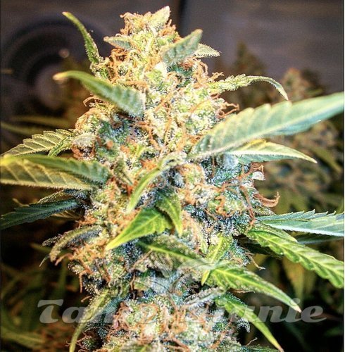 Pineapple Express Pineapple Express - BARNEY'S FARM | TanieSianie.pl