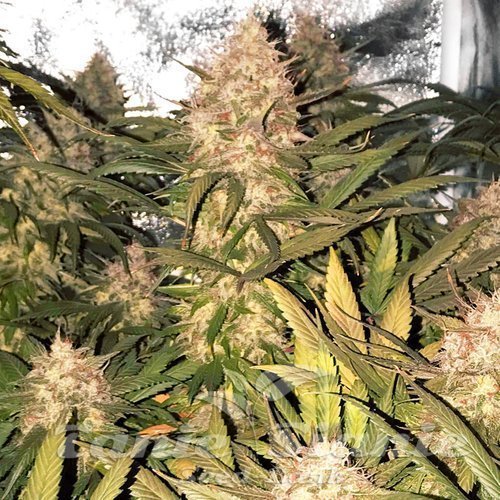 Strawberry Cough | TanieSianie.pl
