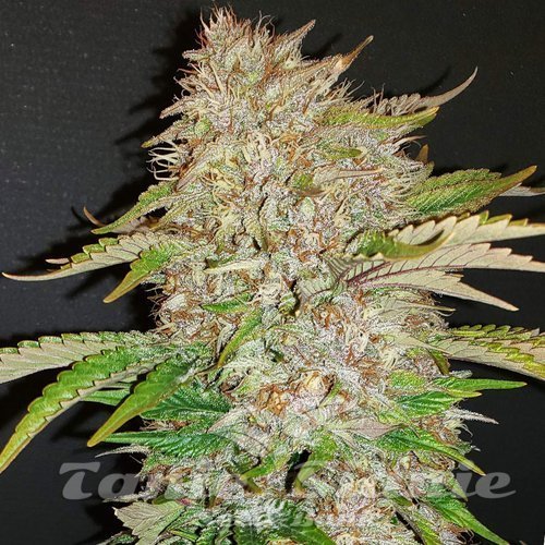 【sativa】Strawberry Cough 1ml CBD 04 Strawberry Cough | TanieSianie.pl