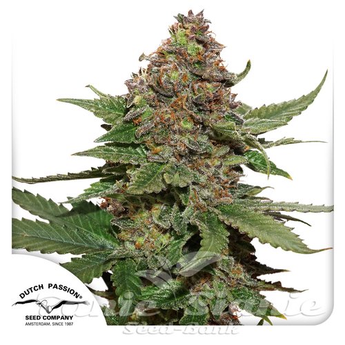 最低価格の Strawberry Cough TanieSianie.pl | PASSION DUTCH - リラクゼーショングッズ
