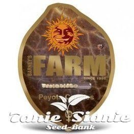 5 ciekawych odmian od Barney’s Farm