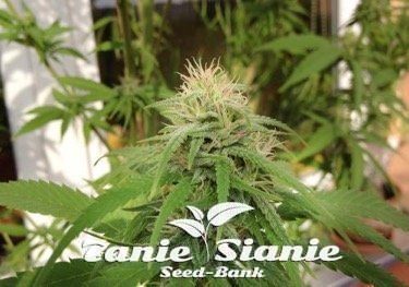 Czy Cannabis może pomóc w leczeniu uzależnienia od środków przeciwbólowych i heroiny?