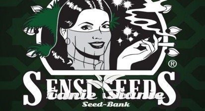 Top 5 szczepów Sensi Seeds do upraw outdoorowych