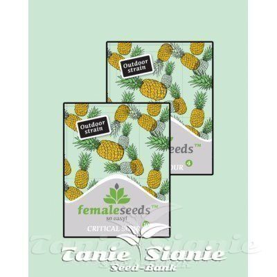 Critical Sour od Femele Seeds