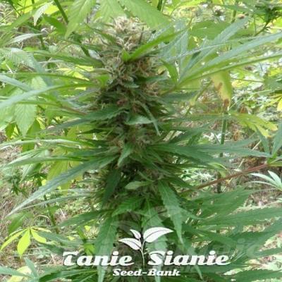 Grapefruit Odmiana Marihuany od Female Seeds
