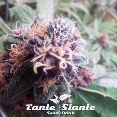 Red Purps od Famale Feeds