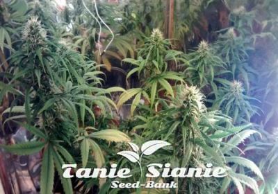 Afghan Skunk od Advanced Seeds