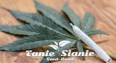 Test THC: Jak obliczyć ilość THC w jednym joincie?