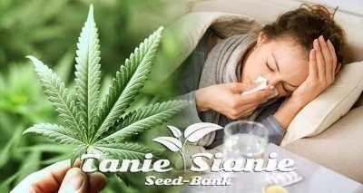 Marihuana w chorobie i przeziębieniu