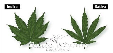 CANNABIS INDICA: co powinieneś o niej wiedzieć
