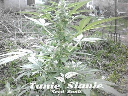 Royal Haze Auto czyli ciekawa krzyżówka od Royal Queen Seeds