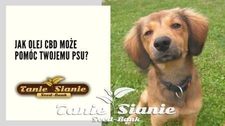 Jak olej CBD może pomóc Twojemu psu?