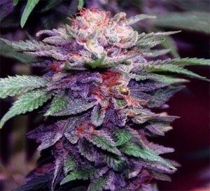 Purple Haze czyli fioletowa genetyka