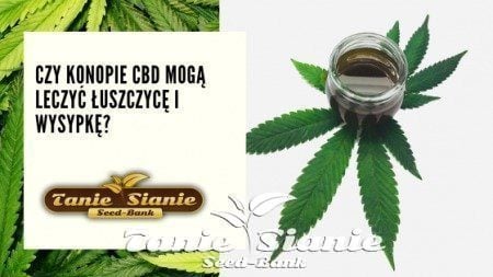 Czy konopie CBD mogą leczyć łuszczycę i wysypkę?