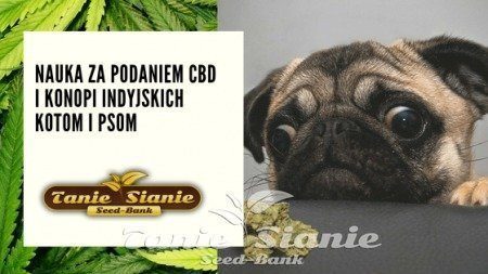 Nauka za podaniem CBD i konopi indyjskich kotom i psom