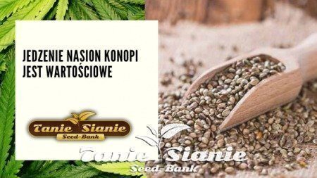 Jedzenie nasion konopi jest wartościowe