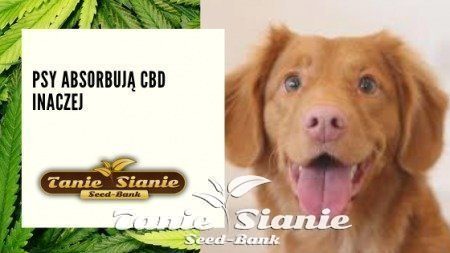 Psy Absorbują CBD Inaczej