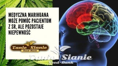 Medyczna marihuana może pomóc pacjentom z SR, ale pozostaje niepewność