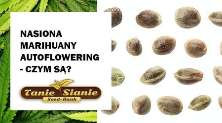 Nasiona autoflowering, automaty – czym są automatyczne nasiona marihuany?