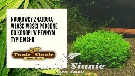 Naukowcy znajdują właściwości podobne do konopi w pewnym typie mchu