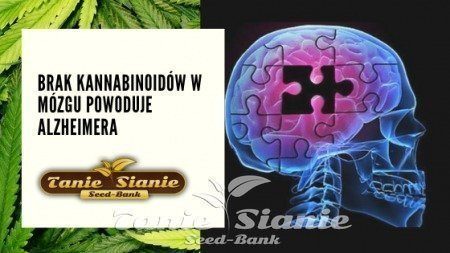 Brak kannabinoidów w mózgu powoduje Alzheimera