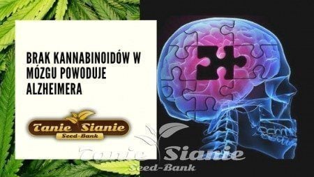 Brak kannabinoidów w mózgu powoduje Alzheimera