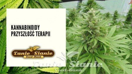 Kannabinoidy Przyszłość terapii