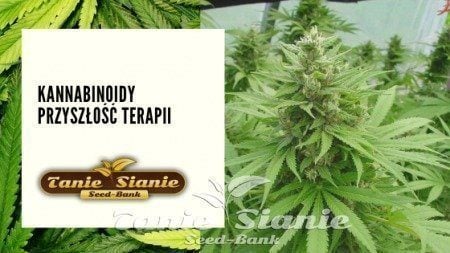 Kannabinoidy Przyszłość terapii